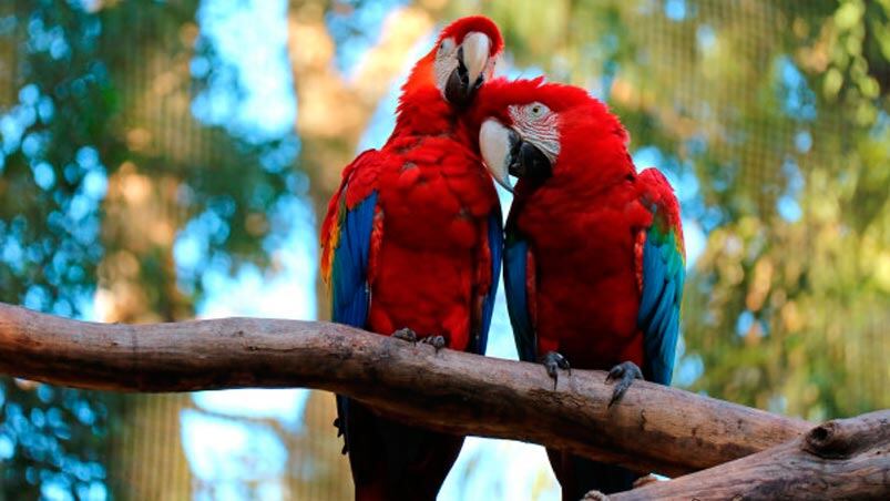 Guacamayos rojos, protagonistas de una buena noticia.