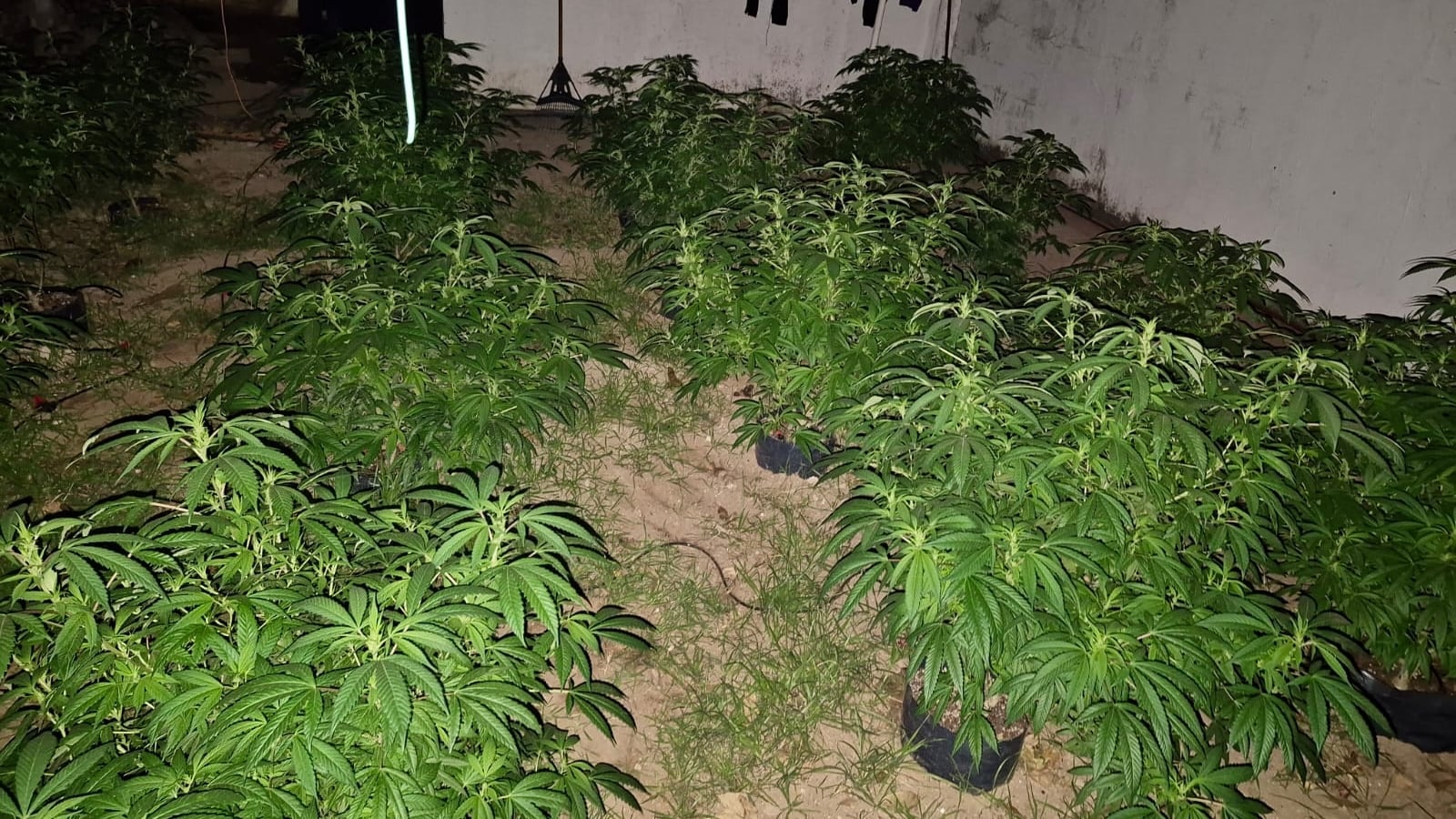 Había decenas de plantas y plantines en el domicilio de barrio Jardín.