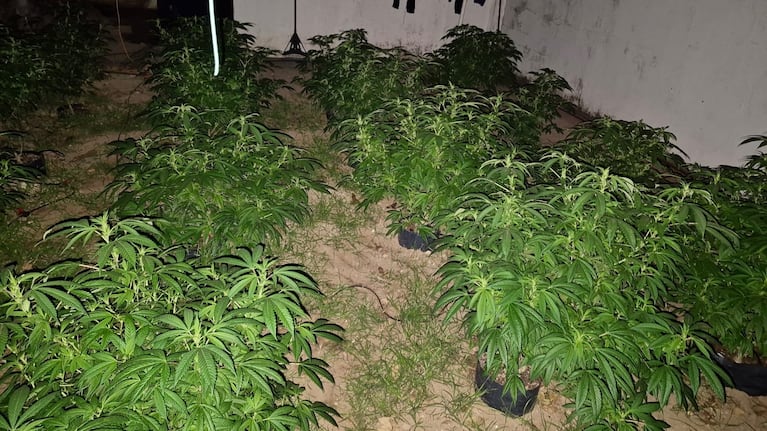 Había decenas de plantas y plantines en el domicilio de barrio Jardín.