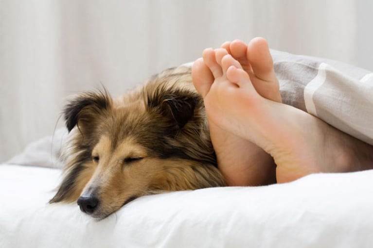 ¿Hace bien a la salud dormir con nuestra mascota?