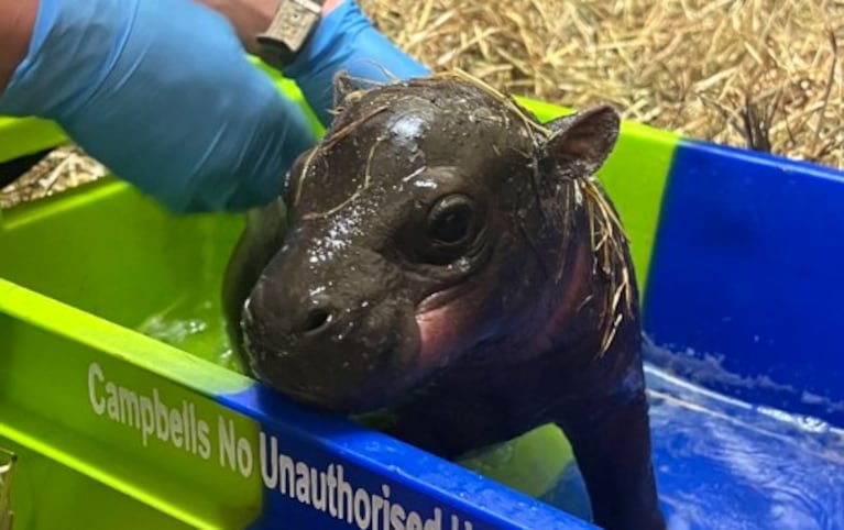 Haggis revolucionó el zoológico de Edimburgo.