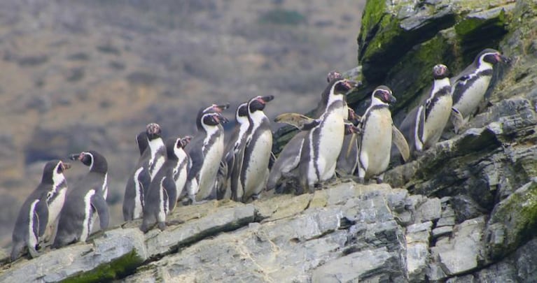 Hallaron  400 pingüinos muertos en Santa Cruz