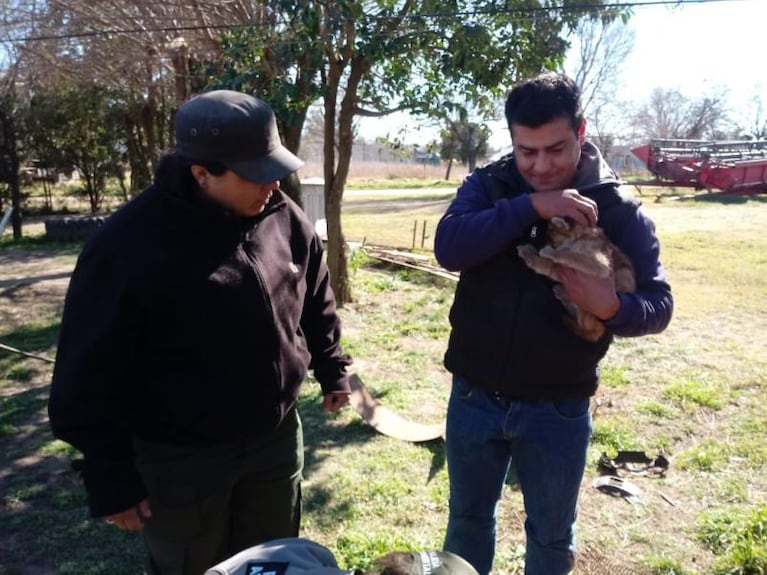 Hallaron dos cachorros de puma mientras trillaban al sur de Río Cuarto