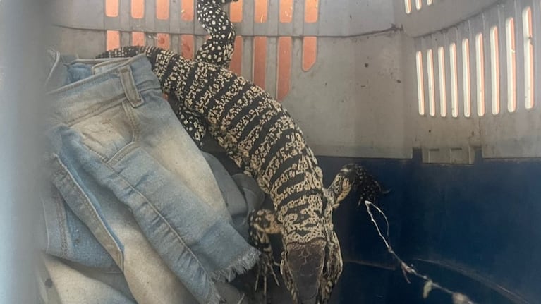 Hallaron dos lagartos en un domicilio de Córdoba.