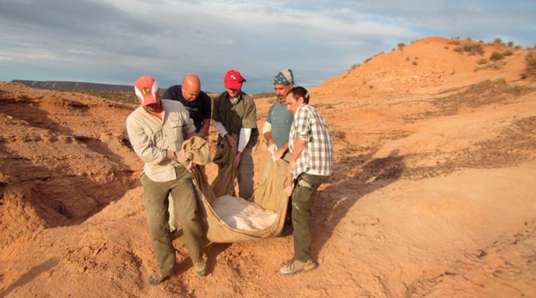 Hallaron en la Patagonia el fósil de un dinosaurio del tamaño de una gallina: por qué es clave