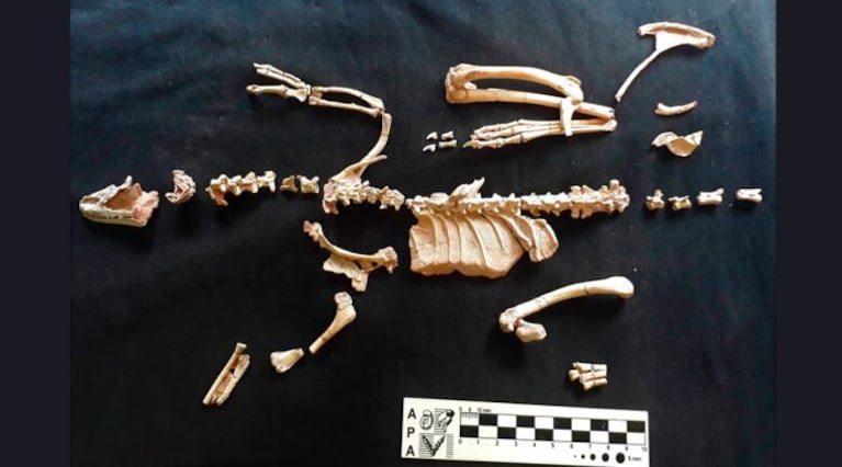 Hallaron en la Patagonia el fósil de un dinosaurio del tamaño de una gallina: por qué es clave