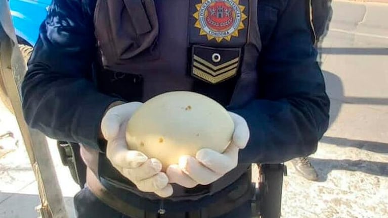 Hallaron huevos de ñandú en el centro de Córdoba: que harán con los ejemplares