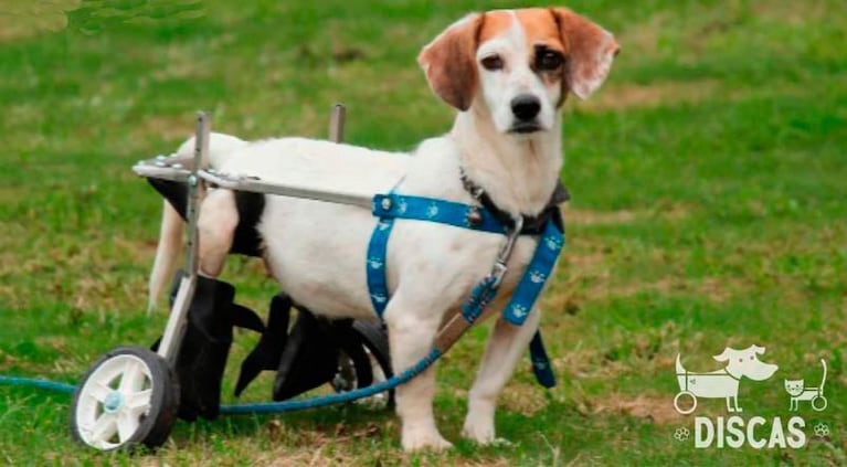 Hallaron muerta a la perrita con discapacidad que había sido maltratada y abandonada