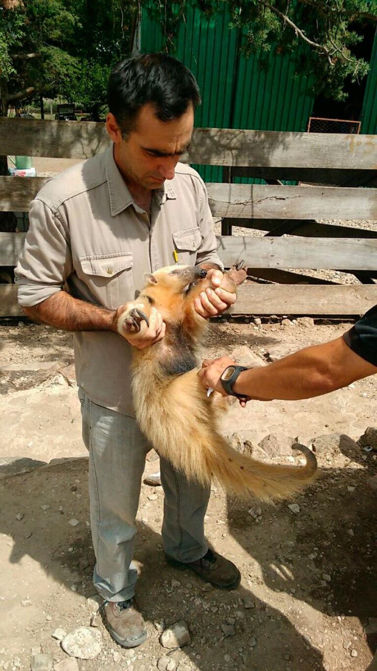 Hallaron otro oso melero en Córdoba