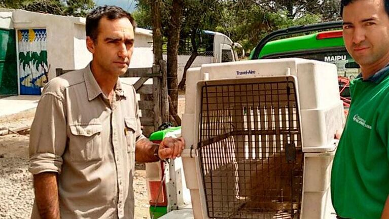Hallaron otro oso melero en Córdoba