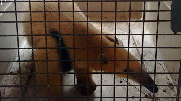 Hallaron otro oso melero en Córdoba
