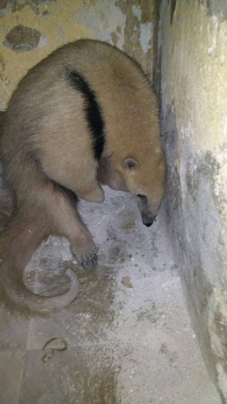 Hallaron otro oso melero en Córdoba