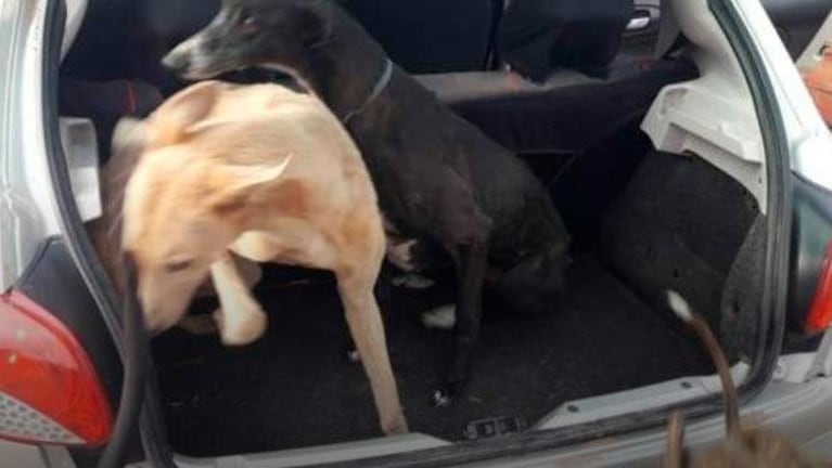 Hallaron siete galgos hacinados y sin ventilación en baúles de autos