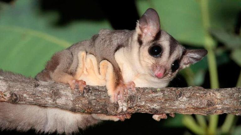 Hallaron un animal australiano en una casa en Córdoba: sospechan tráfico ilegal