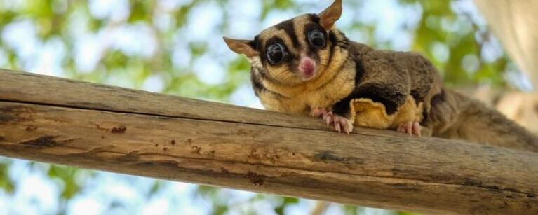 Hallaron un animal australiano en una casa en Córdoba: sospechan tráfico ilegal