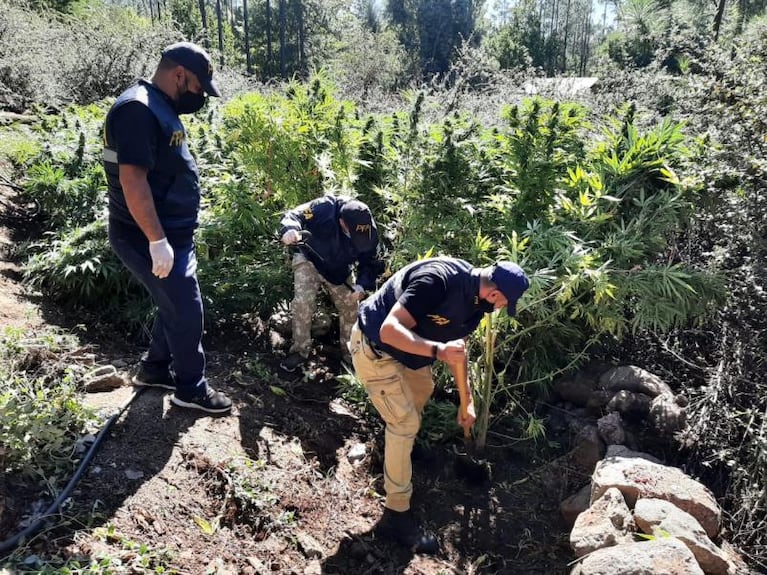 Hallaron un campo de marihuana de 20 hectáreas en las Sierras de Córdoba