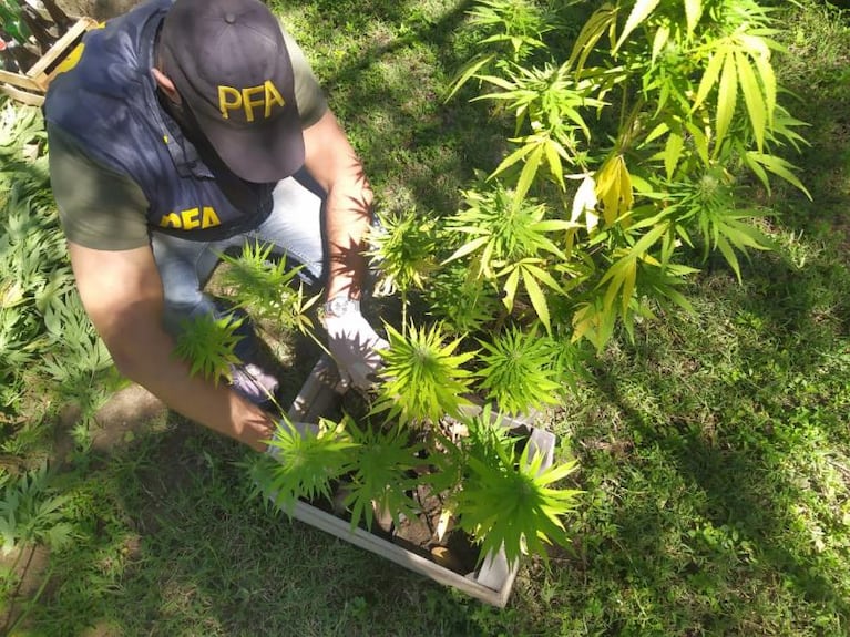 Hallaron un campo de marihuana de 20 hectáreas en las Sierras de Córdoba