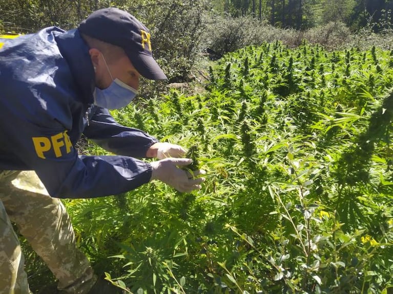 Hallaron un campo de marihuana de 20 hectáreas en las Sierras de Córdoba