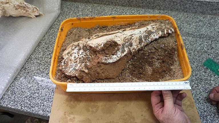 Hallaron un fósil de 4 millones de años en Traslasierra