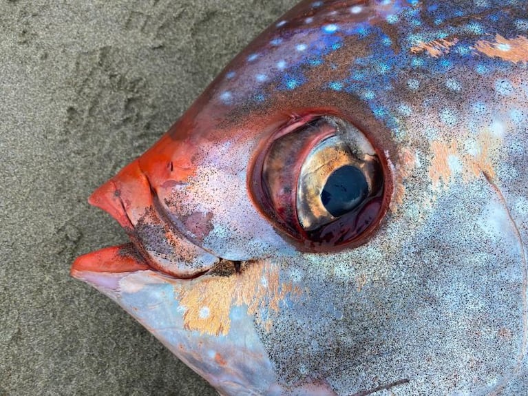 Hallaron un pez gigante de más de 45 kilos en la costa oeste de Estados Unidos