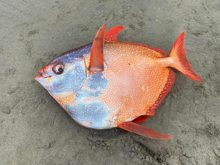 Hallaron un pez gigante de más de 45 kilos en la costa oeste de Estados Unidos