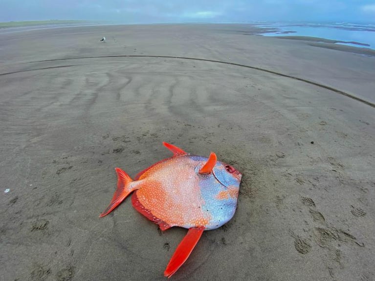 Hallaron un pez gigante de más de 45 kilos en la costa oeste de Estados Unidos