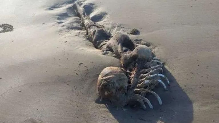 Hallaron un raro esqueleto en la playa y aseguran que es de una sirena