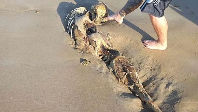 Hallaron un raro esqueleto en la playa y aseguran que es de una sirena