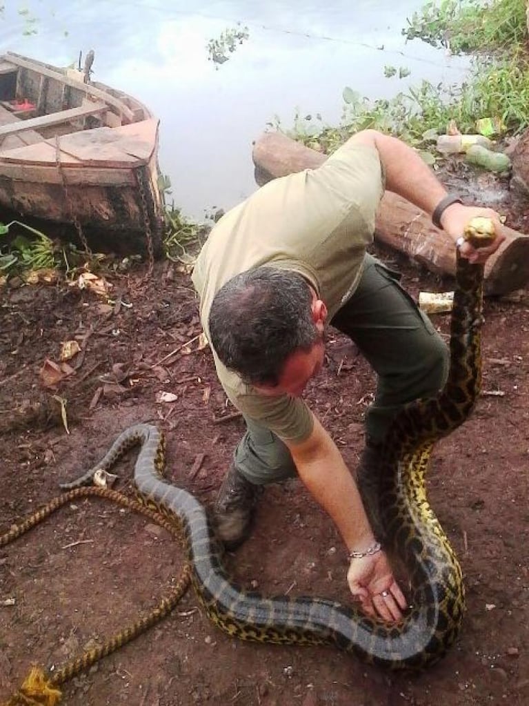 Hallaron una serpiente curiyú debajo de un puente en Posadas