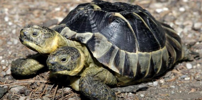 Hallaron una tortuga con dos cabezas