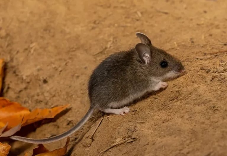 Hantavirus en Neuquén