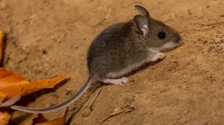 Hantavirus en Neuquén