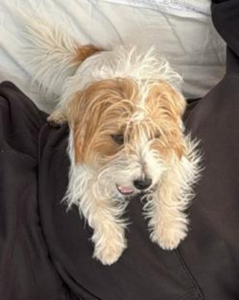 Harry, el perro asesinado. Imagen: gentileza de la familia.