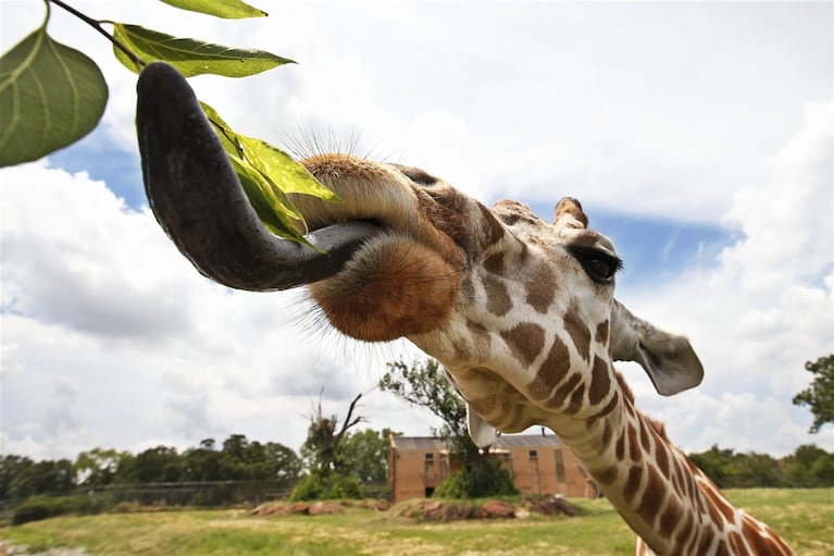 Hasta ahora, el enanismo nunca se había visto en animales salvajes como las jirafas.