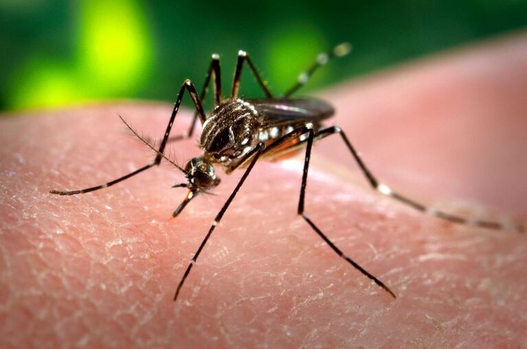 Hay 133 nuevos casos de dengue en Córdoba y ya suman 3.781
