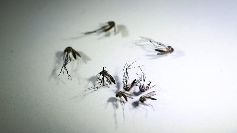 Hay 151 muertos y 215.466 casos de dengue en lo que va del 2024. (Foto: NA)