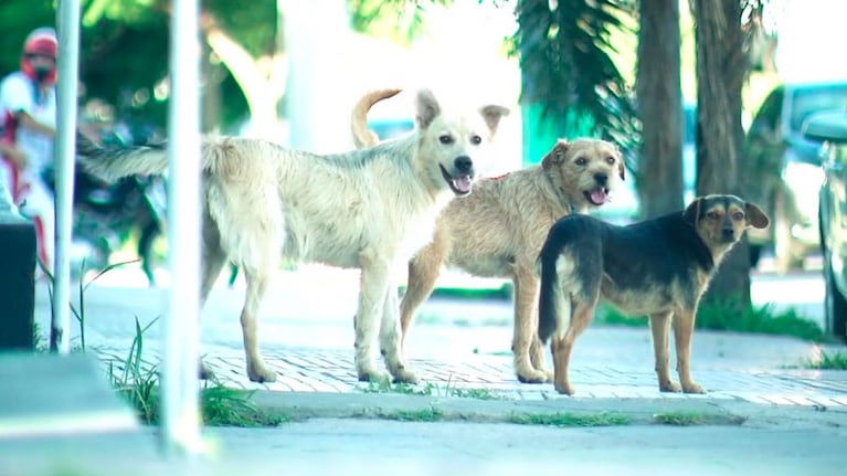 Hay perros callejeros por todos los rincones de la ciudad.