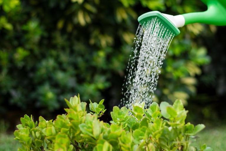 Hay que procurar que el agua llegue bien abajo, para que no se evapore antes de llegar a las raíces. 