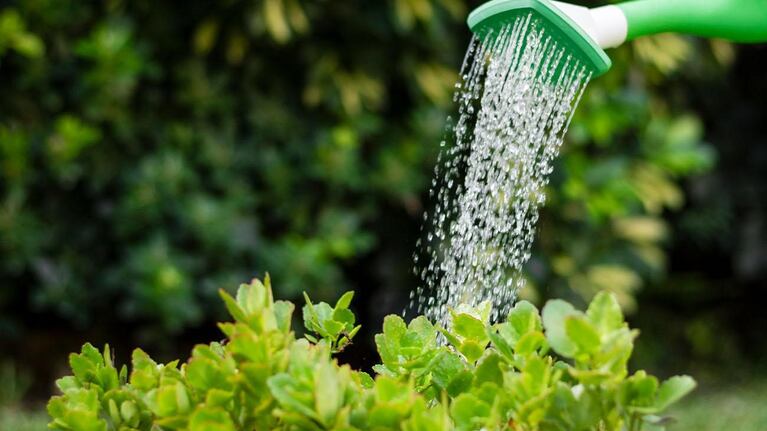 Hay que procurar que el agua llegue bien abajo, para que no se evapore antes de llegar a las raíces.