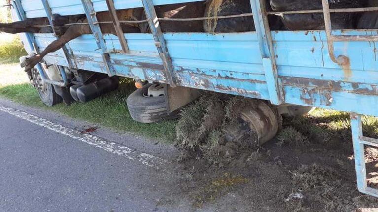 Hernando: robaron 23 vacas y las dejaron abandonadas en un camión roto