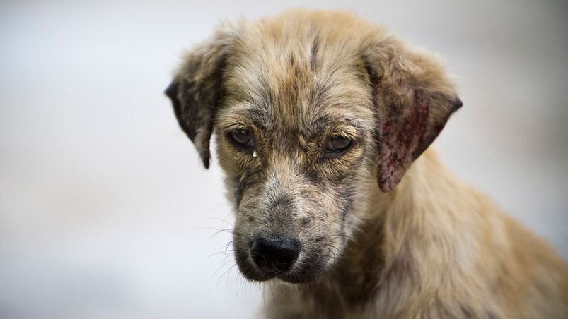  Hicieron "cuchas" para salvar a perros de la calle