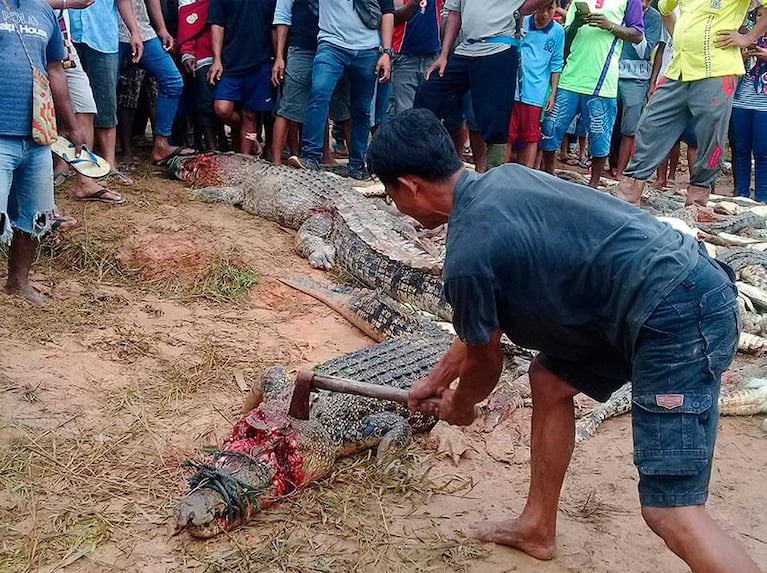 Hicieron una masacre de cocodrilos para vengar la muerte de un hombre
