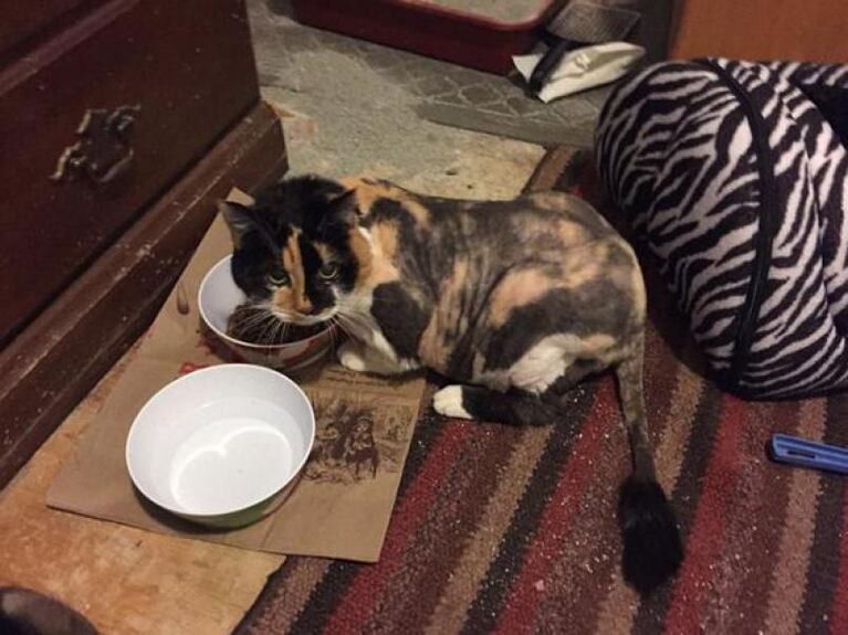 Hidey: el gato rastafari rescatado en Pensilvania