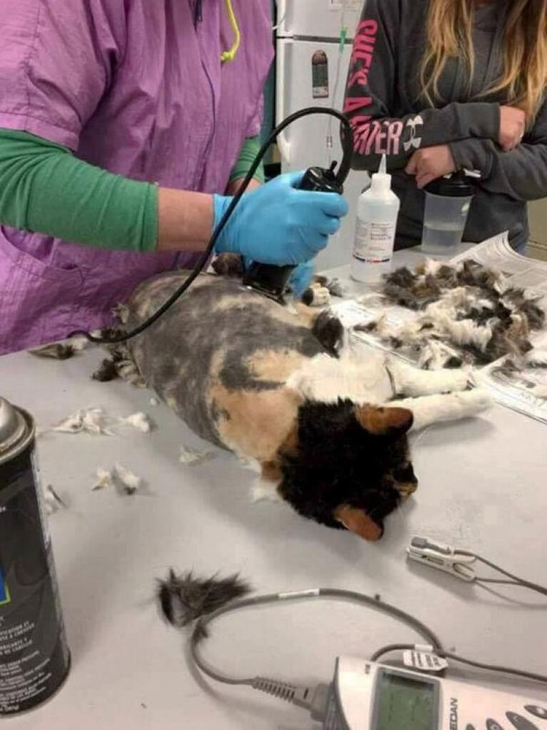 Hidey: el gato rastafari rescatado en Pensilvania