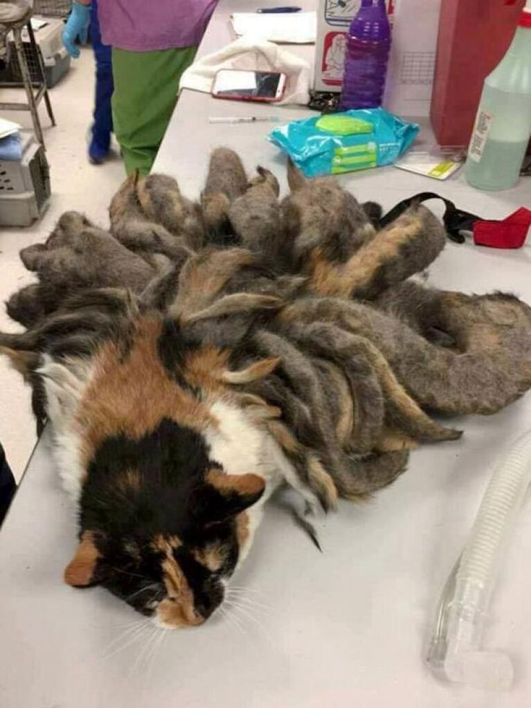 Hidey: el gato rastafari rescatado en Pensilvania