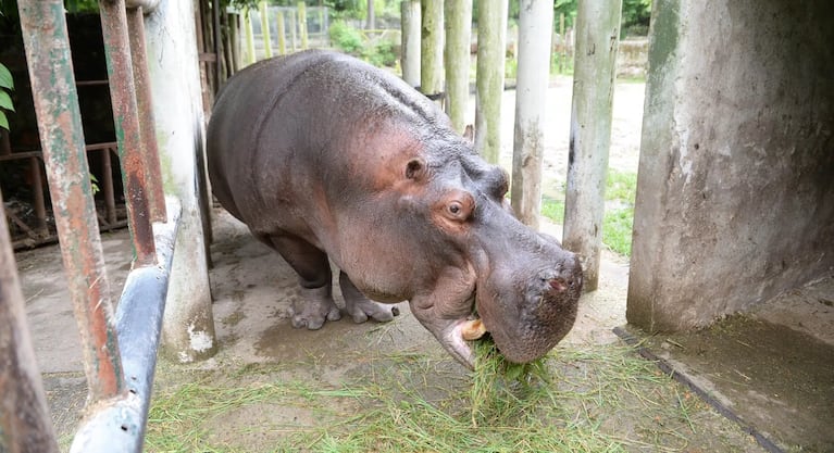Hipólito era muy querido en el Bioparque de La Plata.