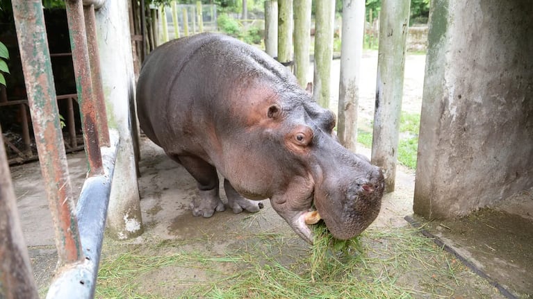 Hipólito era muy querido en el Bioparque de La Plata.