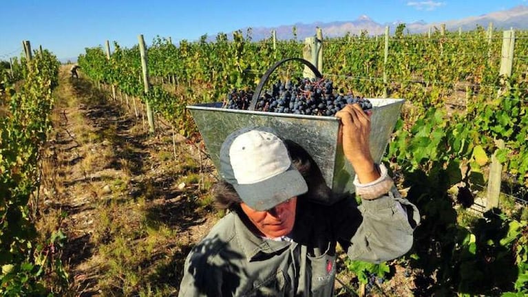 Históricamente, el 80 por ciento son trabajadores temporarios en los viñedos de Mendoza.