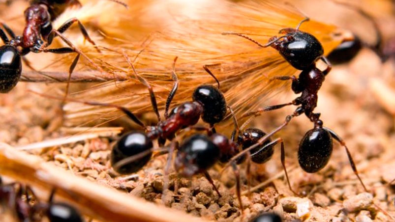 Hormigas negras, salvadoras inesperadas.