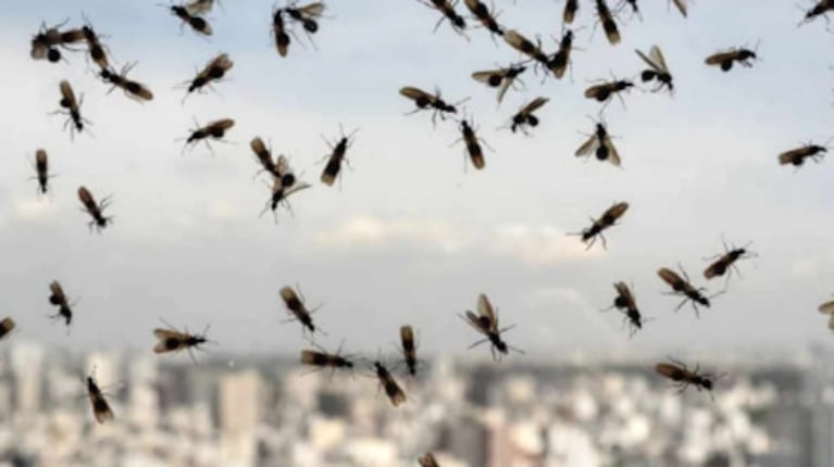 hormigas voladoras